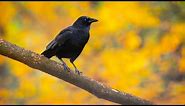 Bird Academy—Welcome to the Hidden Life of the American Crow