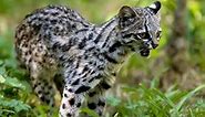 The Top 10 Smallest Wild Cats in the World