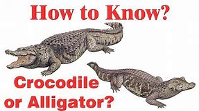 Difference between crocodile and alligator- Simply E-learn Kids