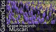 Grape Hyacinth - Muscari armeniacum - How to grow Grape Hyacinth #muscari