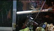 How Big Do Lesser Spiny Eel Get? | PetThings