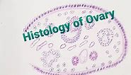 Histology drawing of Ovary with explanation,
