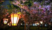[4K] 大阪 造幣局 桜の通り抜け 夜桜 2022 Night Scene of Cherry Blossoms in Japan Mint Osaka