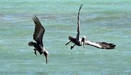 Brown Pelicans catching fish