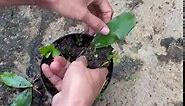 Propagating cactus from leaves
