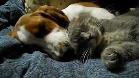 Basset Hound and Cat in love