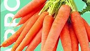Carrots - Nutrition Facts