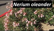 Poisonous Nerium oleander - All you need to know