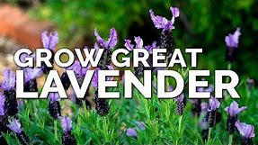 5 Tips to Grow Perfect Lavender
