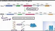 Introns, Exons and splicing (new syllabus) - AS Level Biology