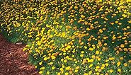 Creeping Gold Buttons, Cotula Tiffindell Gold | High Country Gardens