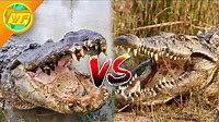 Alligator VS Crocodile - What's the Difference?