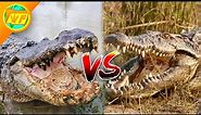 Alligator VS Crocodile - What's the Difference?