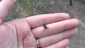 Smallest Frog in the World!!!