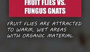 How to Tell Fruit Flies from Fungus Gnats [Tiny Kitchen Flies]