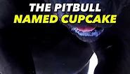 Pitbull named Cupcake 💀 #joerogan #pitbull #dog | cupcake the pitbull incident real video