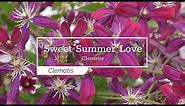 30 Seconds with 'Sweet Summer Love' Clematis