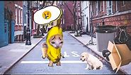 Banana cat found a cute puppy in Cardboard box 😢| Banana cat series #bananacat #funnycats