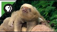 Two-toed Sloth Babies