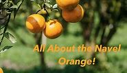 All About the Navel Orange - The FruitGuys