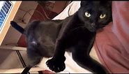 Kami Purrs Black Cat Love