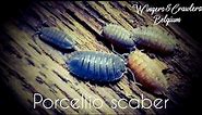 All about Porcellio scaber ( P. scaber ) isopod | Common Rough Woodlouse Terrarium | Species Profile