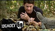 Monitor Lizard LICKS Steve's Eye! | Deadly 60 | BBC Earth Kids