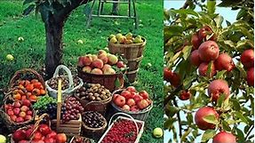 The Incredible Impact of the Apple Orchard | An Insider's Guide to the Country Apple Orchard.