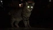 Why Do Cats’ Eyes Glow At Night