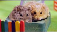 Two Hamsters in a Tiny Playground