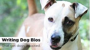 Dog Bio Examples That Get Dogs Adopted! Funny   Serious Examples