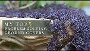 My TOP 5 Ground Covers