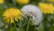 Everything You Ever Wanted To Know About Dandelions