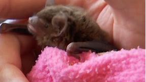 Inside a special rehabilitation center for bats