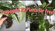 20 Easy Houseplants To Propagate! | 20 EASY INDOOR PLANTS YOU CAN GROW FOR FREE!