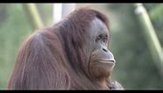 Great Apes at San Diego Zoo receive experimental COVID vaccine