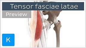 Functions of the tensor fasciae latae (preview) - Human Anatomy | Kenhub