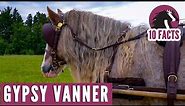 10 Fascinating Facts About the Gypsy Vanner Horse