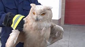 Rare albino eagle owl found, rescued in northwest China