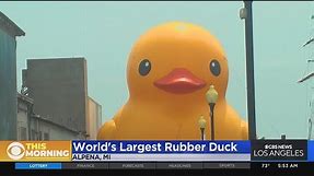 World's largest rubber duck on display in Michigan