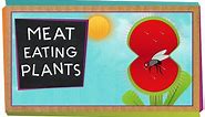 Meat-Eating Plants | Botany for Kids | SciShow Kids