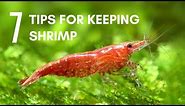 7 Tips for Keeping Shrimp in an Aquarium