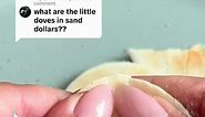 Inside a Sand Dollar: Discover the Mysterious Teeth and Rattling Sound