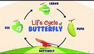 Life Cycle of a Butterfly | Life Of A Butterfly | 4 Stages of Butterfly Life Cycle | Metamorphosis