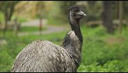 Australian Emu - Native Birds Of Australia The Emu Bird ( HD )
