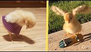 chicks Cute chickling best viral A Funny chick Videos Compilation cute baby animals