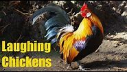 Laughing chickens compilation, best bits only