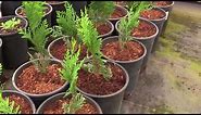 We're Going to Grow a Privacy Hedge of Thuja Green Giant Arborvitae!
