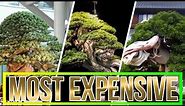 Top 15 Most Expensive Bonsai Trees in The World