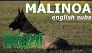 Belgijski ovčar - Malinoa